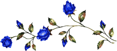 blue rose buds Pictures, Images and Photos