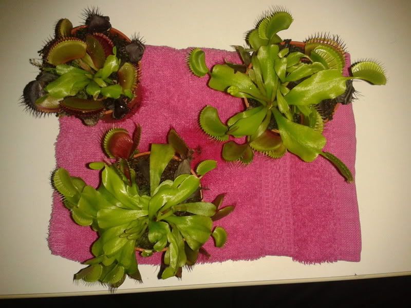 2012-06-07230324.jpg