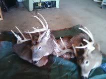 DEERS-1.jpg