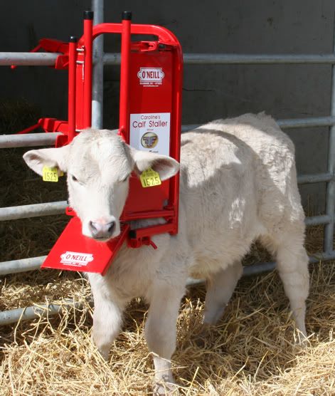 Calf/Sheep Staller