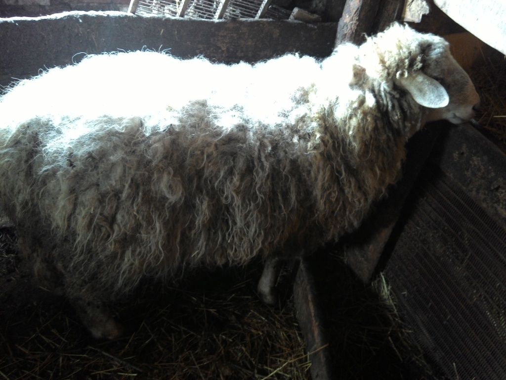 photo 2015503084308_zpszkb3rrkb.jpg