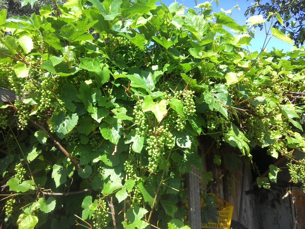 photo 2015706100117_zps1jku5ddo.jpg