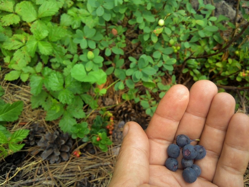 photo 2015709110602_zpsxkismpnq.jpg