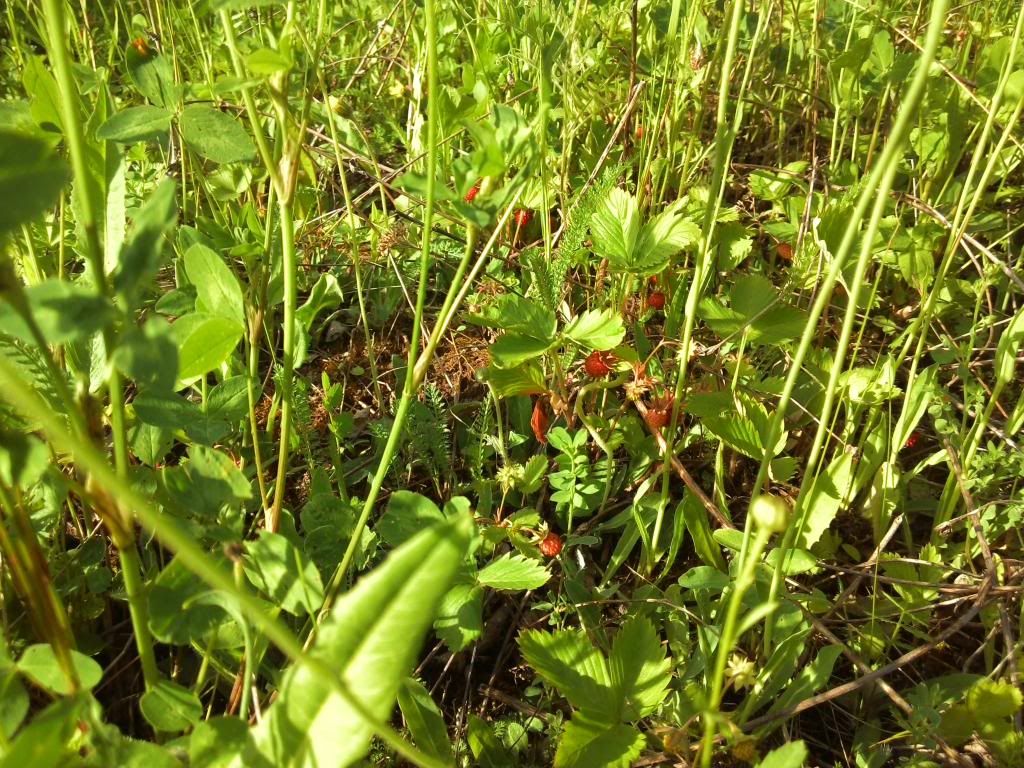 photo 2014602182336_zpsbfdccmkh.jpg