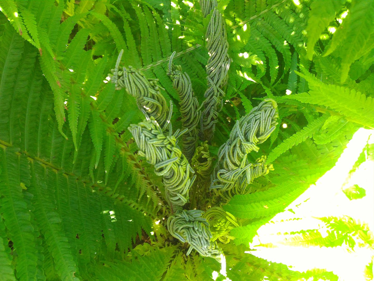 photo P_20160830_104346_zpsjhvkh2m1.jpg