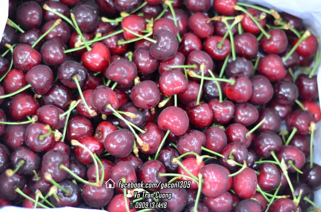 ::Mùa Cherry Úc size 28-30-32mm Sỉ-Lẻ giá tốt nhất SG + Free ship :: - 3