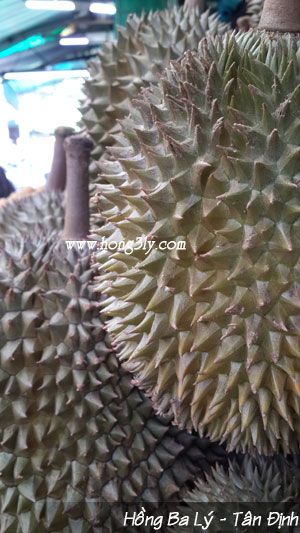 Sầu riêng Ri 6- Hồng Ba Lý