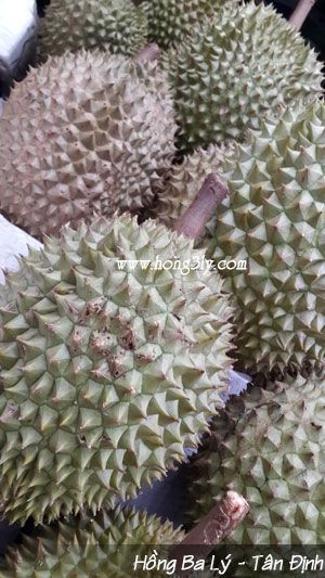 Sầu riêng Ri 6- Hồng Ba Lý