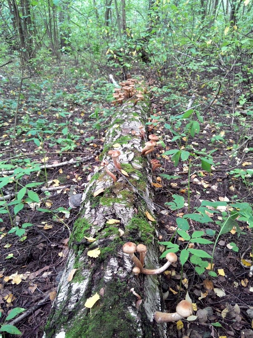 photo 2015908144216_zpskdkxwras.jpg