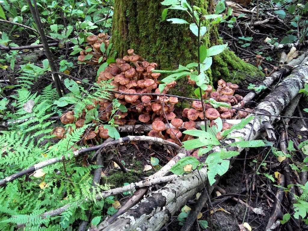 photo 2015908152429_zpsjncgkoaz.jpg