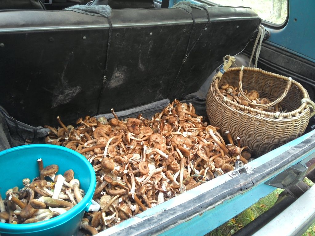 photo 2015908154918_zpsorqrghhl.jpg
