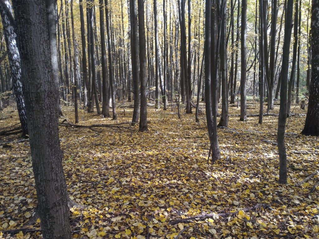 photo P_20161002_111505_zpslllsz1cq.jpg