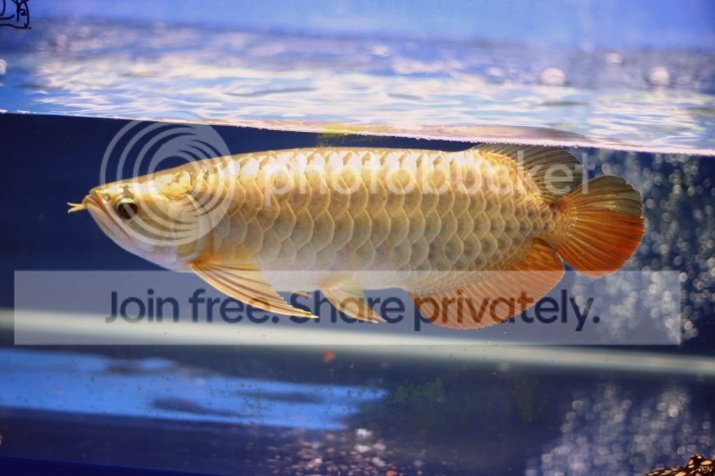 update24k金头过背(40cm) - 龙鱼之友 - 香港鱼乐圈 - powered by