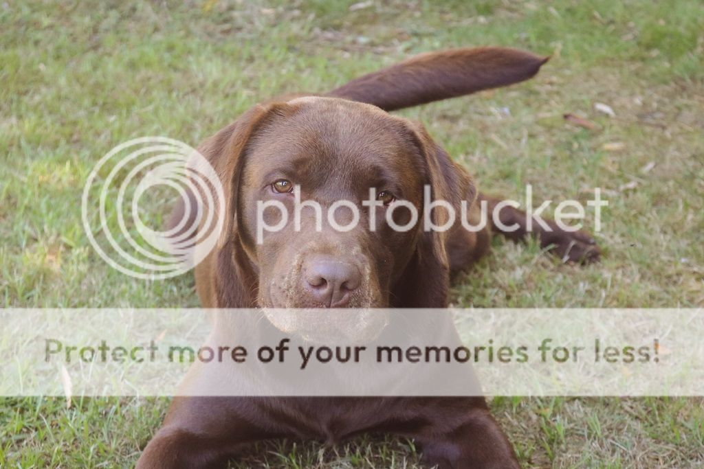 Photobucket - Video and Image Hosting