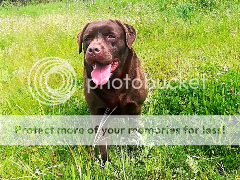 Photobucket - Video and Image Hosting