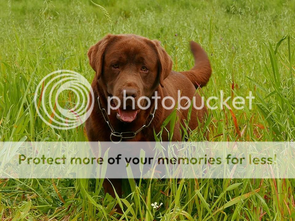 Photobucket - Video and Image Hosting