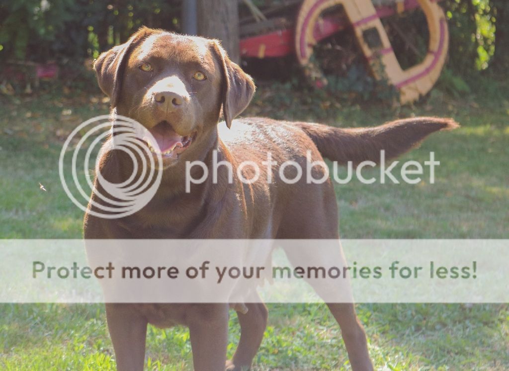 Photobucket - Video and Image Hosting