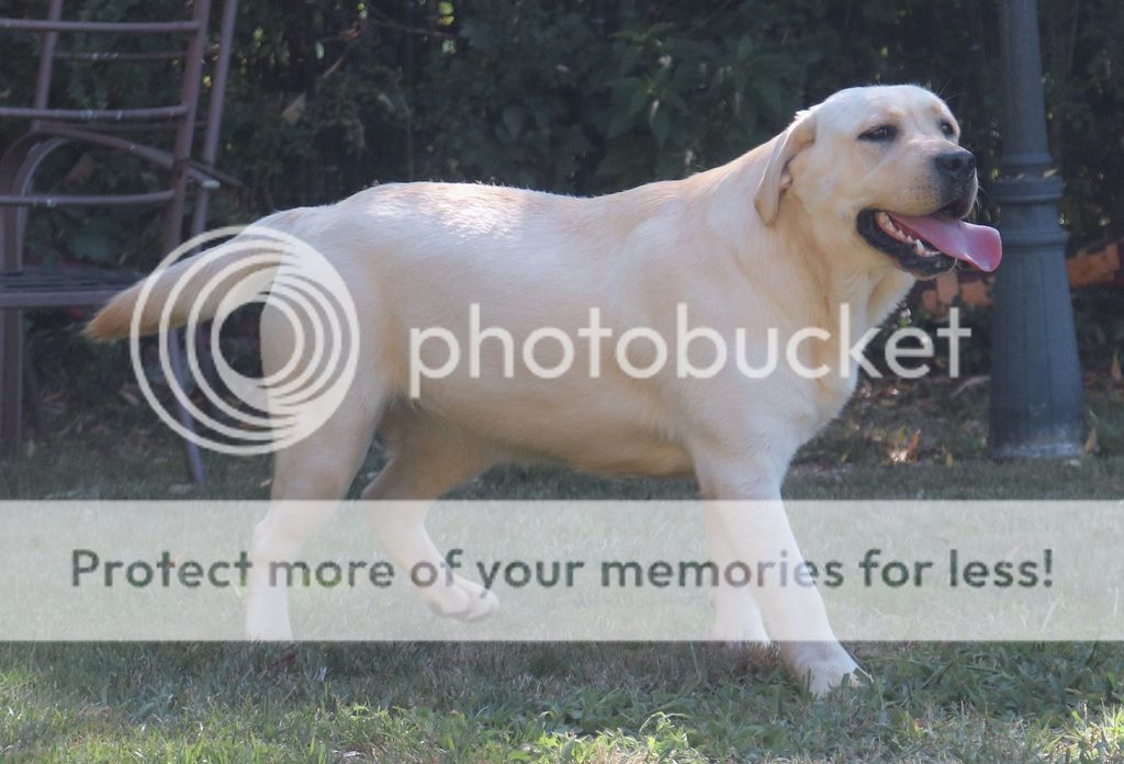 Photobucket - Video and Image Hosting