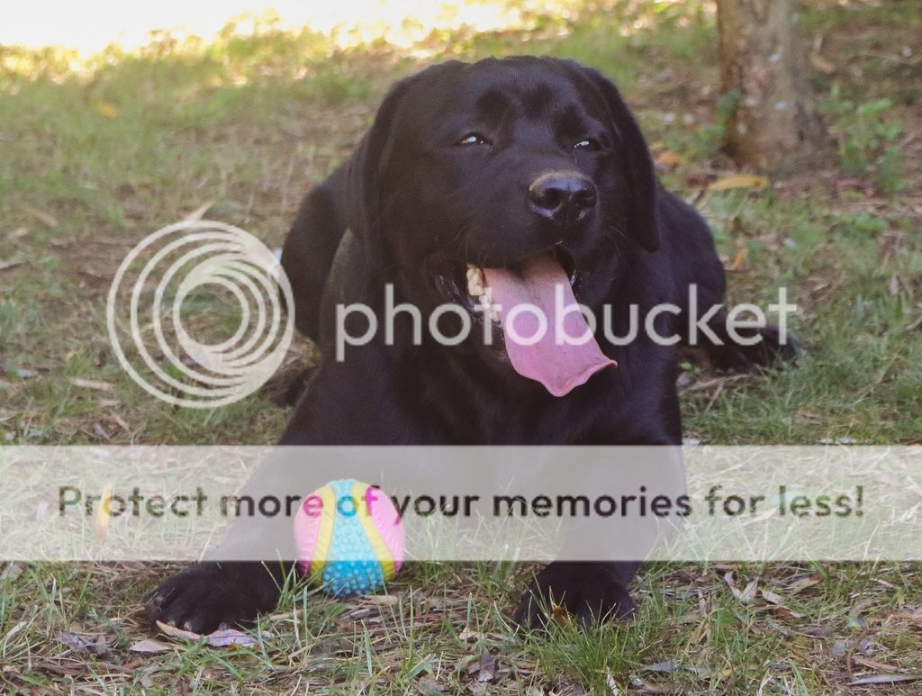 Photobucket - Video and Image Hosting