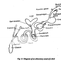 Alimentary Canal Animated Gifs | Photobucket