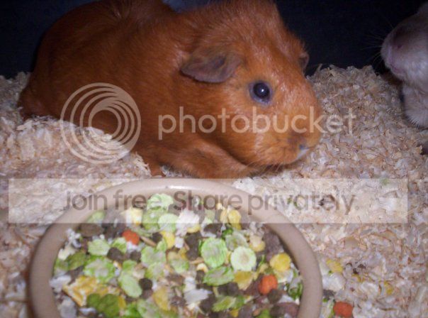 muffin.jpg